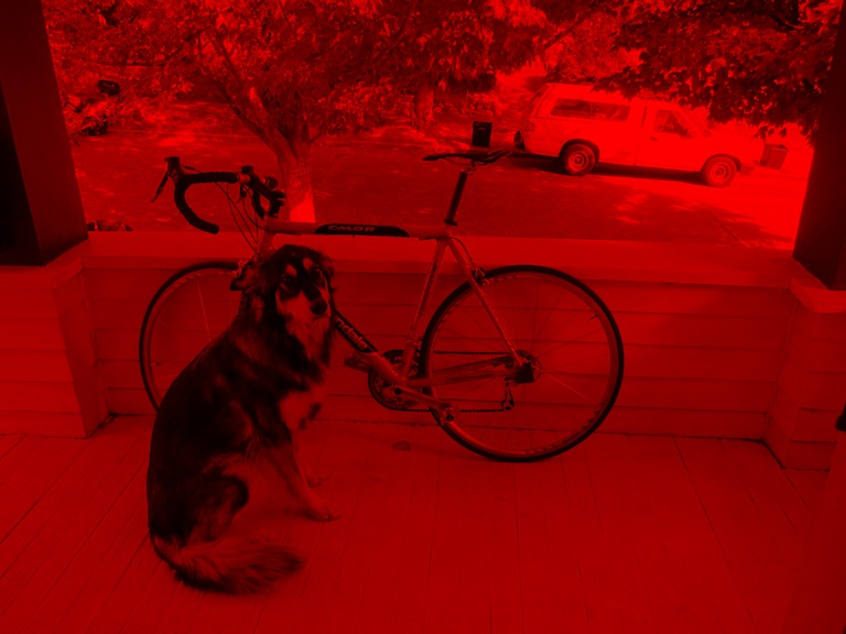 犬と自転車、画像出力