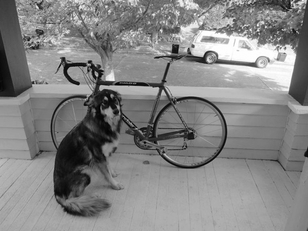 犬と自転車(SDTV規格グレースケール)